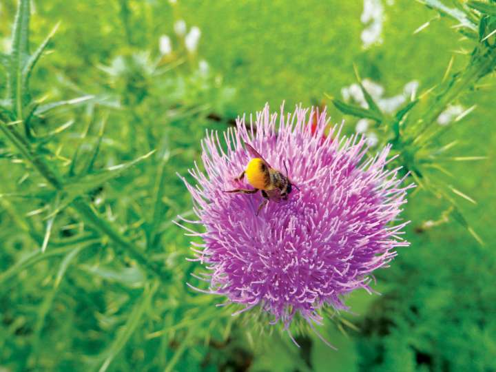 Les invasives sont très utiles aux pollinisateurs