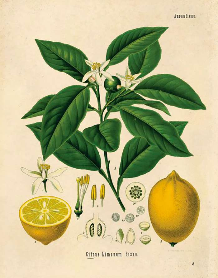 Citronnier, Citrus limon