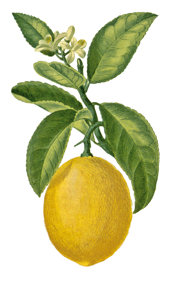 Citron (citrus lumonum)