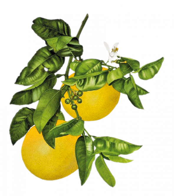 Pamplemousse (citrus paradisi)