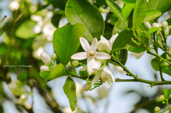 Mandarinier (citrus reticulata)