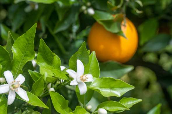 Citrus reticulata