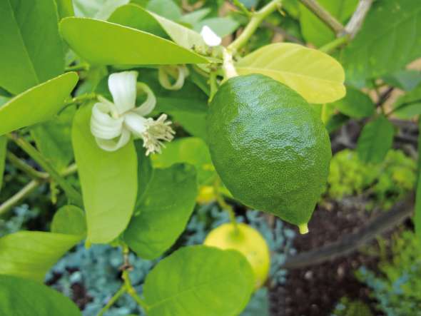 Citronnier - citrus limon