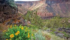 La biodiversité comme bouclier contre le changement climatique