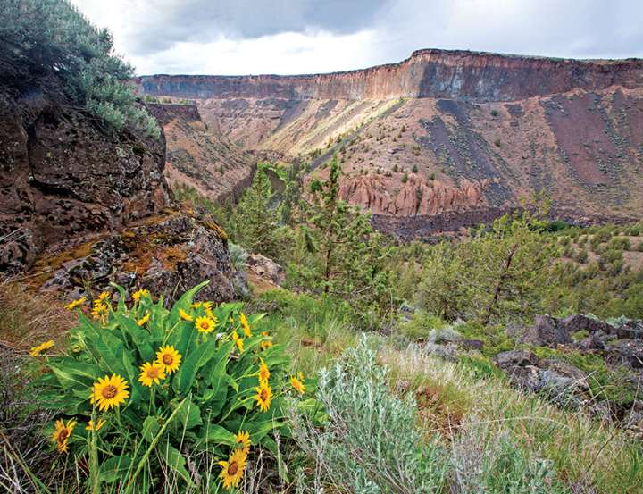 La biodiversité comme bouclier contre le changement climatique