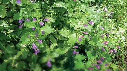 Le calament à grandes fleurs,  une imposante subtilité