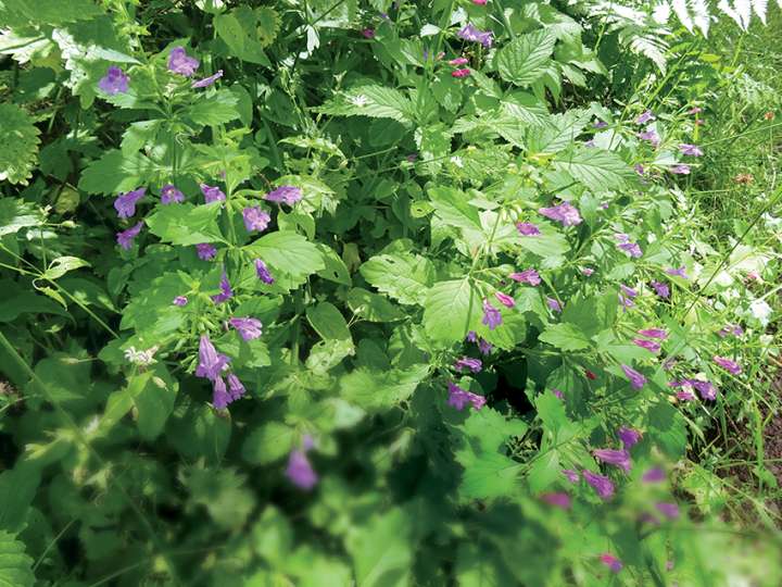 Le calament à grandes fleurs,  une imposante subtilité