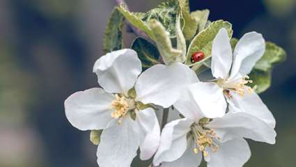 Des fleurs pour limiter les pesticides dans les vergers