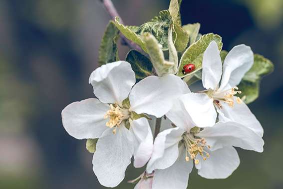 Des fleurs pour limiter les pesticides dans les vergers