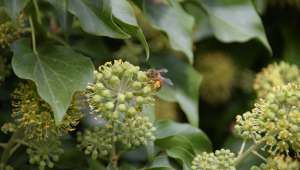 Symbiose L'association vitale d'une liane et d'une abeille