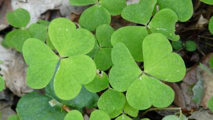 Oxalis