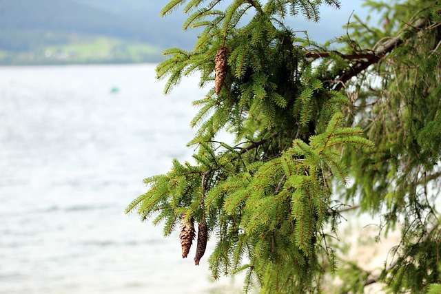 Bien utiliser l'huile essentielle de sapin de Sibérie- Plantes et Santé