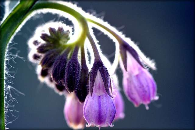 Consoude (Symphytum officinalis)