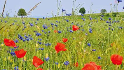 coquelicots et bleuets