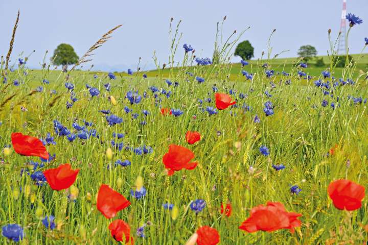 coquelicots et bleuets