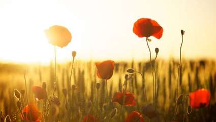 Coquelicots