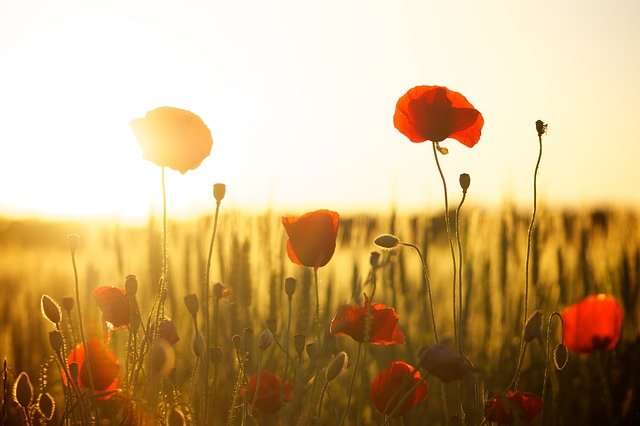 Coquelicots