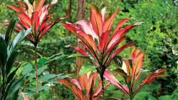 La cordyline, vénérée dans tout le Pacifique