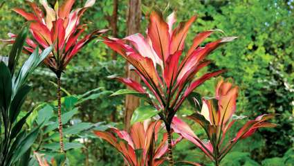 La cordyline, vénérée dans tout le Pacifique