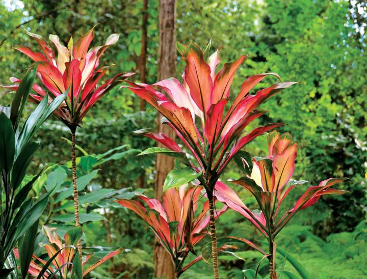 La cordyline, vénérée dans tout le Pacifique- Plantes et Santé