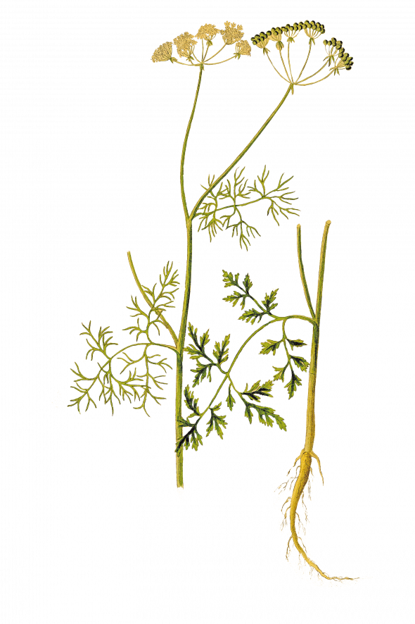 Coriandre (Coriandrum sativum)