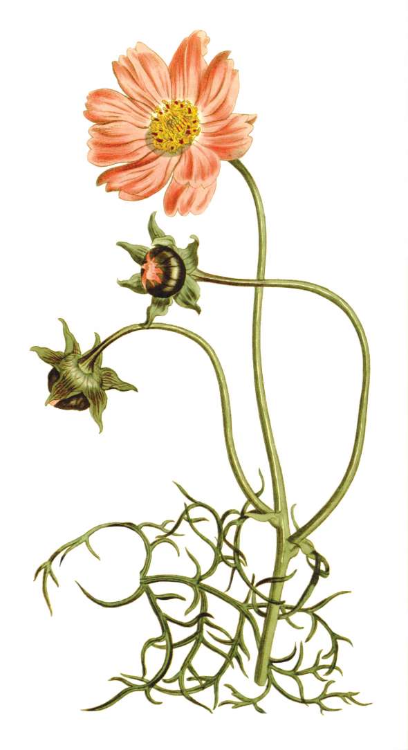 Cosmos (Cosmos bipinatus)