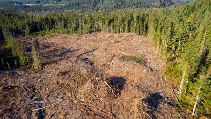 Des particuliers se mobilisent pour  une forêt durable