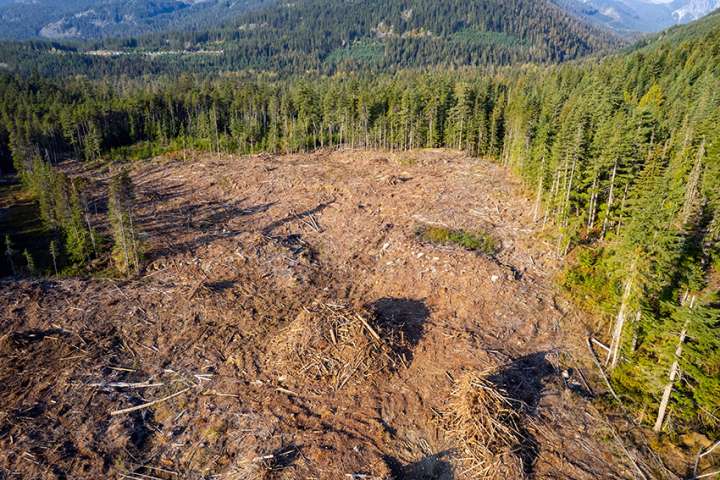 Des particuliers se mobilisent pour  une forêt durable