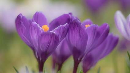 Safran (Crocus sativus)