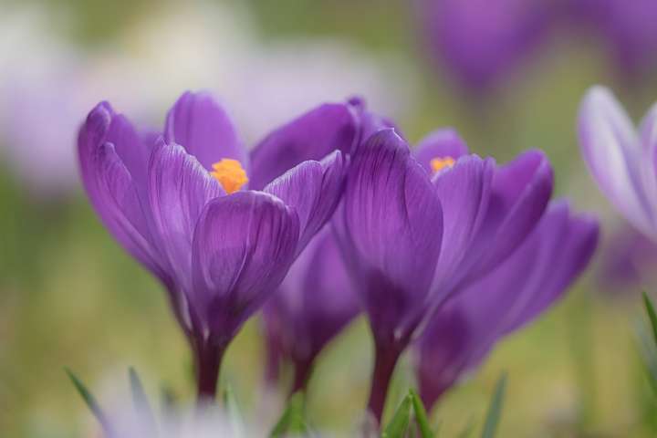 Safran (Crocus sativus)