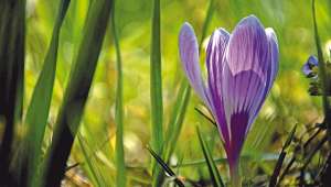 crocus sativus