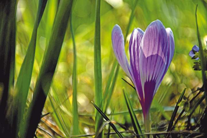 crocus sativus