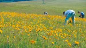 Cueillette Arnica