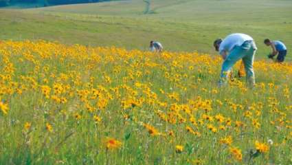 Cueillette Arnica