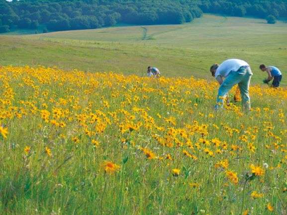 Cueillette Arnica