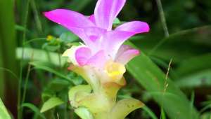 curcuma aromatica