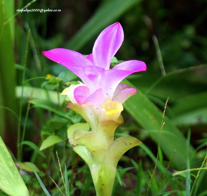 curcuma aromatica