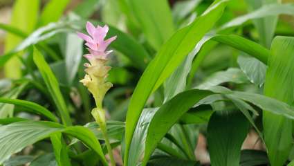 Curcuma louga