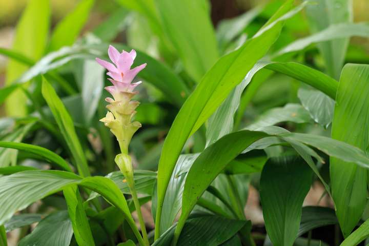 Curcuma louga