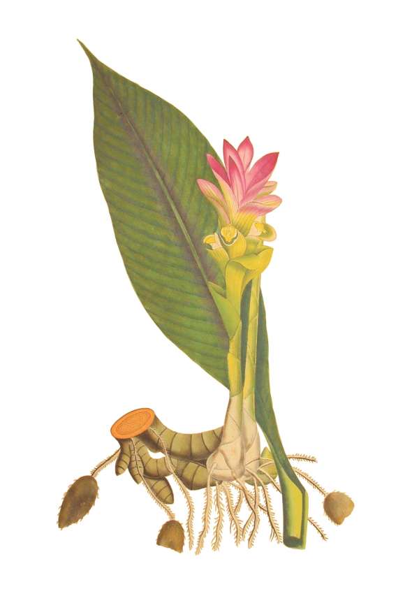 Curcuma longa