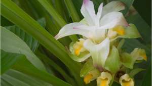 Curcuma longa