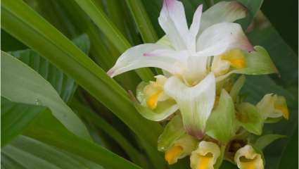 Curcuma longa