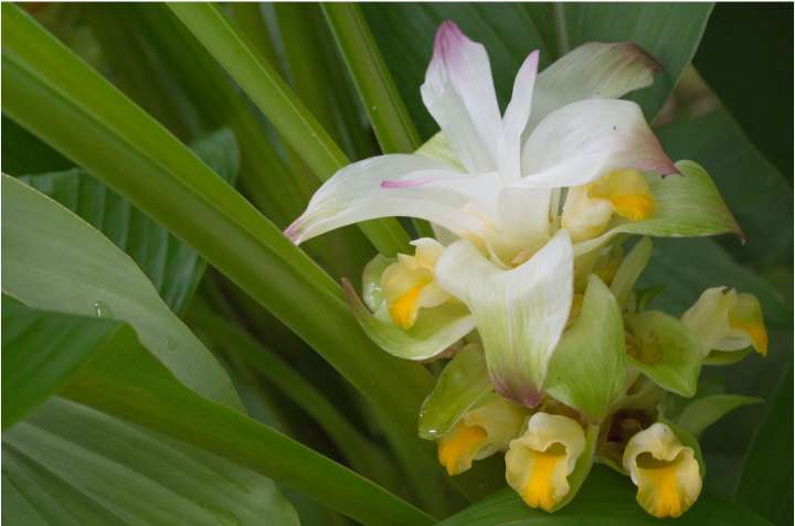 Curcuma longa