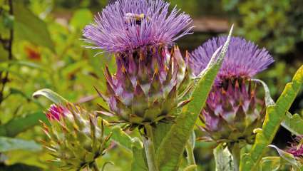 Cardon, cynara cardunculus