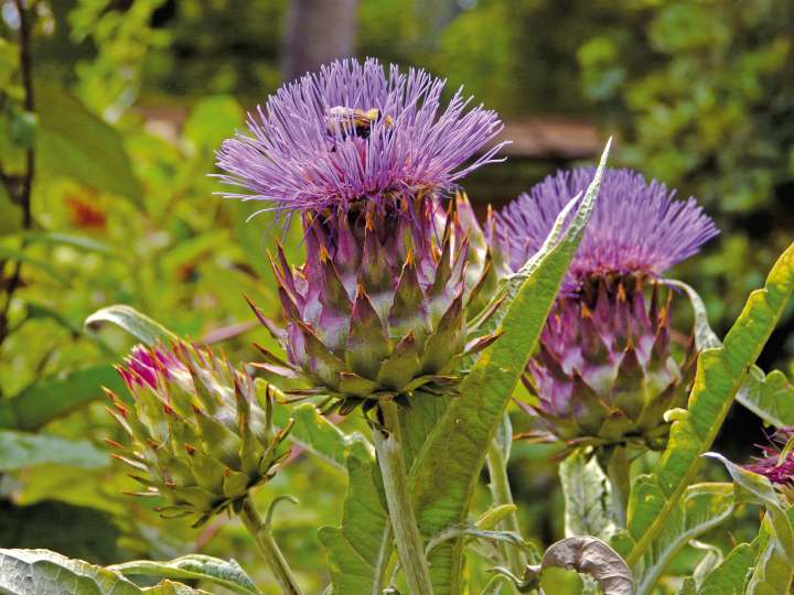 Cardon, cynara cardunculus