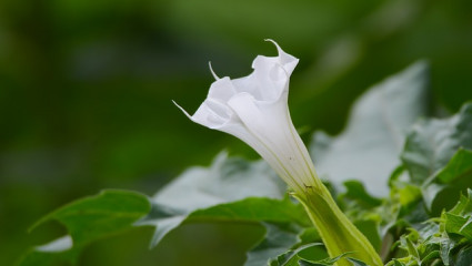 Datura officinal