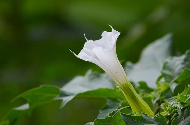 Datura officinal