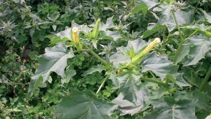 Datura stramonium