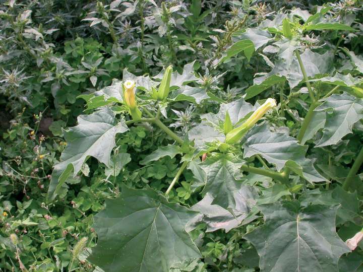 Datura stramonium