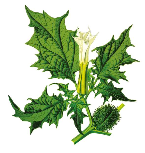 Datura officinal (Datura stramonium L.)